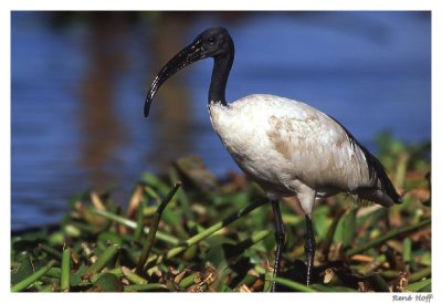 Ibis sacr