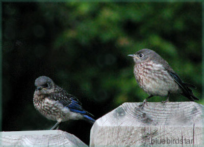 Bluebird Brother and Sister