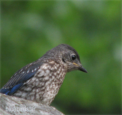 Baby Bluebird - Male