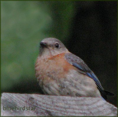 Bluebird Mom