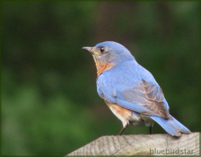 Bluebird Star