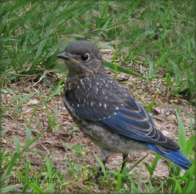 Bluebird Baby - Male