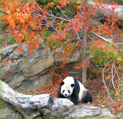 Autumn Panda