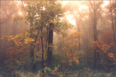 Autumn in the Mist