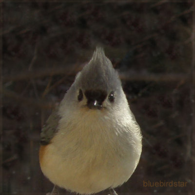 Titmouse