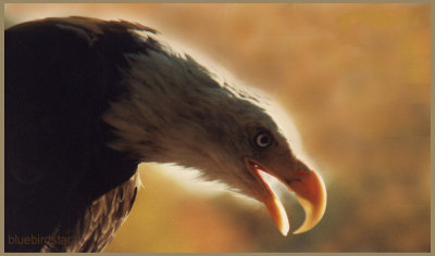 American Bald Eagle