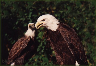 American Bald Eagles