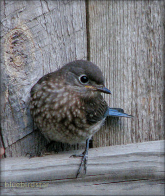 Baby Bluebird - Female