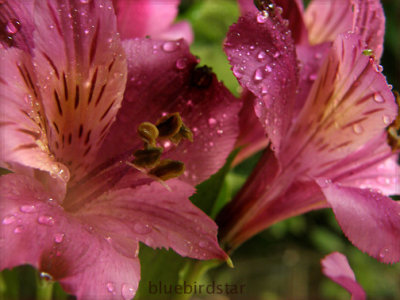 Alstromeria Lillies