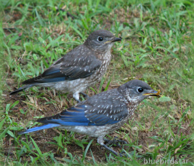Baby Bluebirds