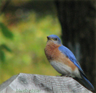 Bluebird