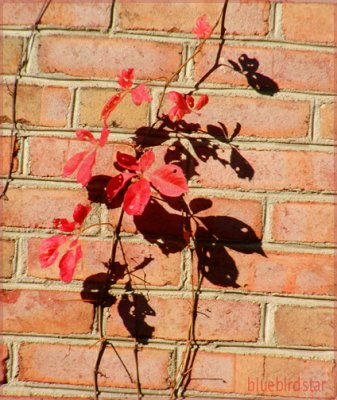 Leaf Pattern