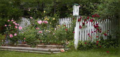 Rose Garden