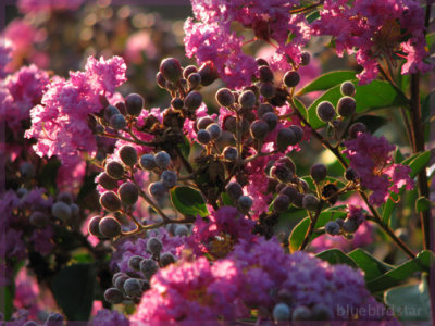 Crape Myrtle Blossoming