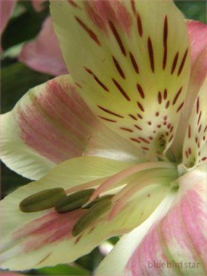 Alstromeria Lily