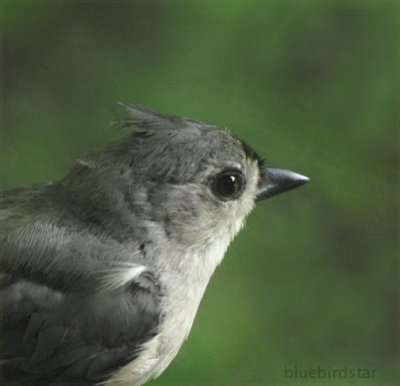 Titmouse