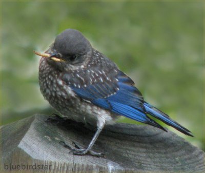 Baby Bluebird - Male