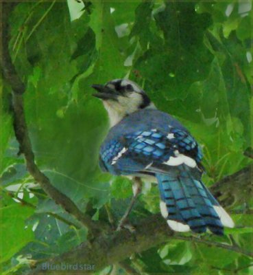 Bluejay