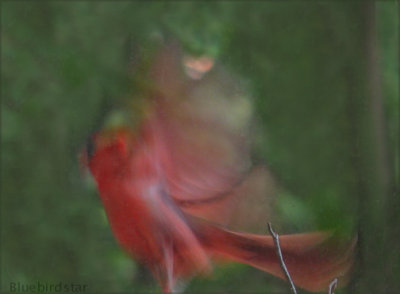 Cardinal on the Wing