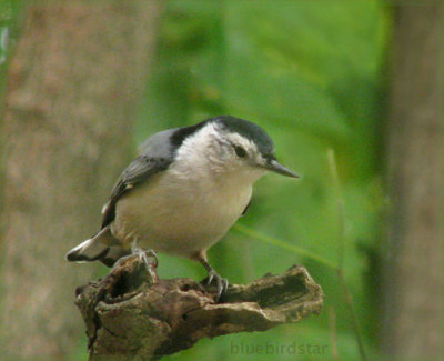 Nuthatch