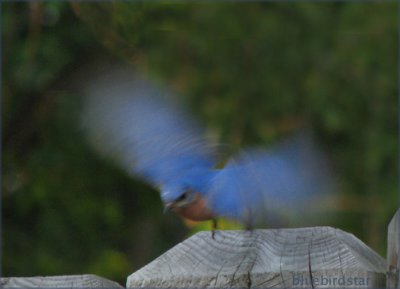 Blue Wings - Male