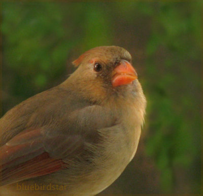 Cardinal - Female