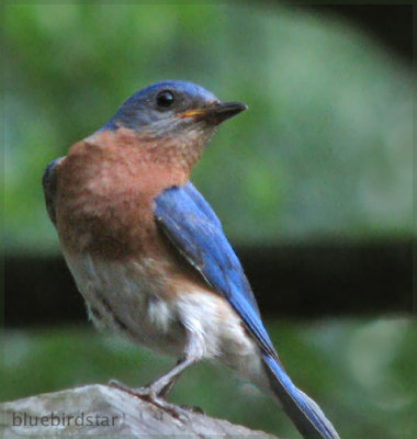 Bluebird - Male
