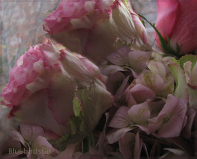 Roses and Hydrangea