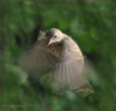 Finch in Flight