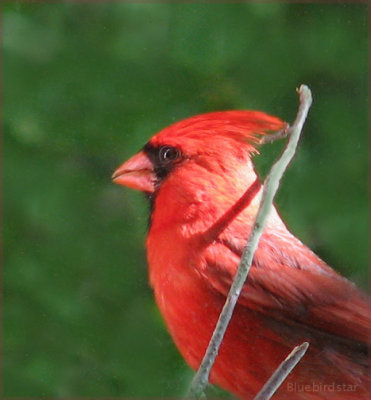 Cardinal - Male