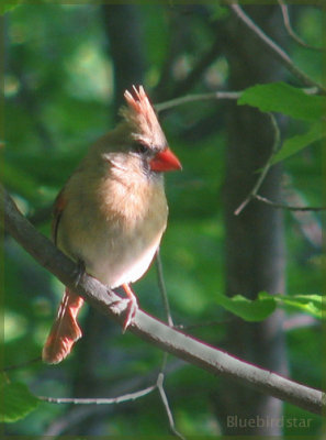 Cardinal - Lady