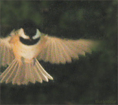 Chickadee