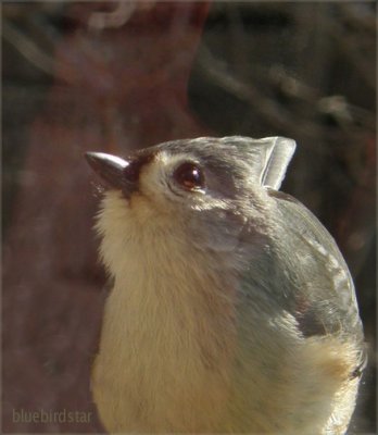 Titmouse