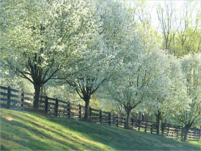 White Blossoms