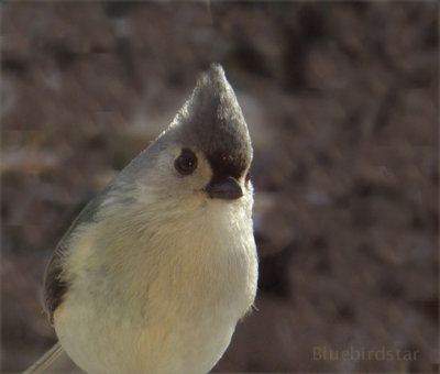 Titmouse