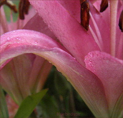 Lillies