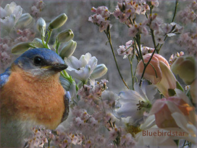 Daydreaming of Bluebirds