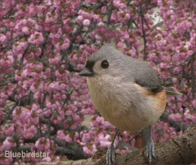 Titmouse