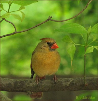 Cardinal - Female