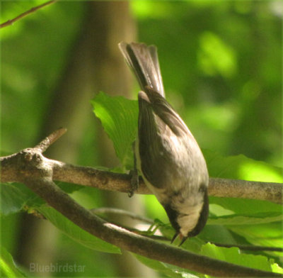 Chickadee