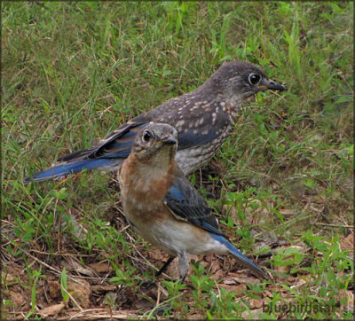 Bluebird Mom and Son