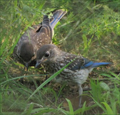 Bluebird Babies