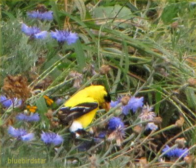 Goldfinch