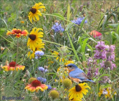 Bluebird in Wildflowers