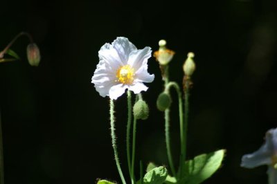 PICT0174 Small.JPG