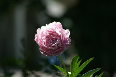 PICT0195 Small.JPG