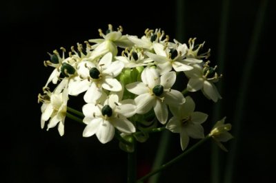 5Aout07 104 Small.JPG