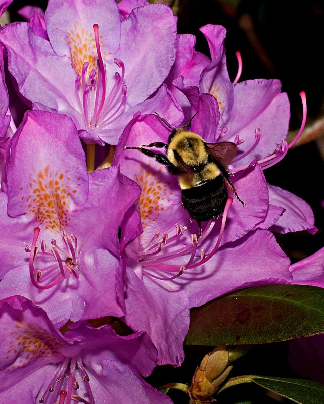 Bee_2410.tif