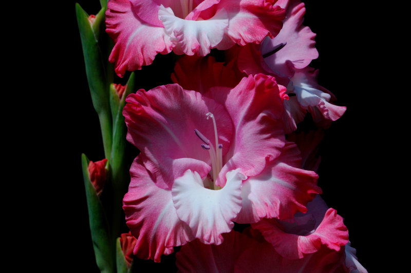 Flower_0937_A.JPG