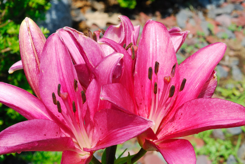 flower_2417.JPG